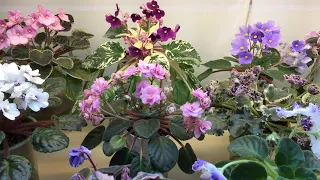 AFRICAN VIOLETS - Blooming in January 2021 - Part I - Standards