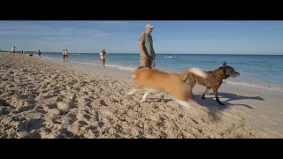 Dog Beach - 2 Hour Slow TV