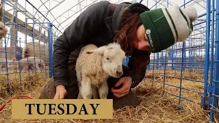 7 Days of Lambing (TUESDAY): Vlog 129