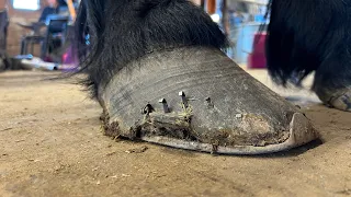 OVERGROWN DRAFT HORSE gets New Shoes