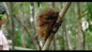 Bohol - chocolate Hills and philippine Tarsier monkey's HD