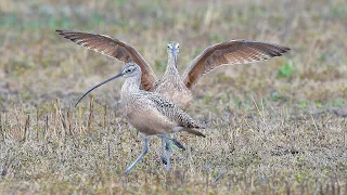 Long-Billed Curlew Study Update 2023 - NDGF - 06-01-2023