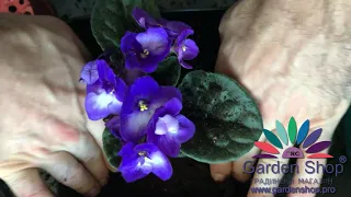 How to prune african violet leaves