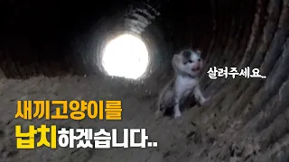 물이 차오르는 농수로에 버려진 새끼고양이 구조 혹은 납치.. │ 냥줍 │ kitten rescue