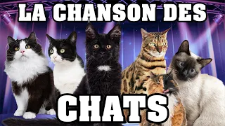 🐱 LA CHANSON DES CHATS 🐱