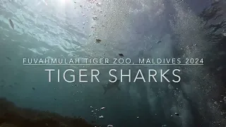 Tiger Sharks   Fuvahmulah Tiger Zoo Maldives Feb 2024