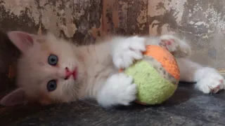 Kitten plays with ball | Funny cat #catlover #kittens #playfulpets #foryou #catsworld