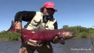 Lachs: Fliegenfischen in Alaska