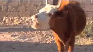 Корова базарит на инстраннном языке