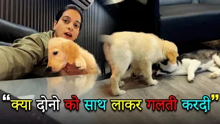 क्या दोनो को साथ लाकर गलती करदी|My 1 month experience with 2 month Golden retriever & Siberian Husky