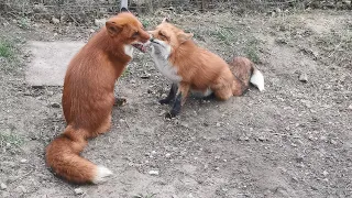 Fox brought a treat for his friend