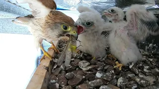 Kestrel Chicks Day 20 - 31st December 2020