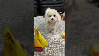 Dogs are so much smarter than you think they are 🥺  #cute #maltipoo #maltipoosofinstagram #cutepup