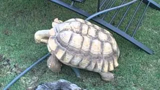 Mortoise the humping tortoise