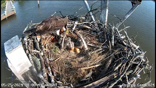 Osprey Nest Maryland - Rybołowy- Marilyn & Arthur &🐥🌹🍀🐥🌹🍀🐥🌹🍀- Karmienie trojaczków 26/05/2024