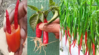 Tips for growing chili in tomato,, how to grow chilli plant at home,, propagate chilli tree