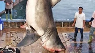 5 of the WORLD'S BIGGEST GREAT WHITE SHARKS ever caught!