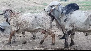 ARJUN (अर्जुन): World famous (विश्वप्रसिद्ध) Bull of Gir cow Breed.👍