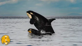 Why All Whales Are Afraid Of Orca/Killer Whale?