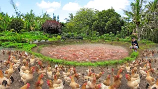 Brilliant Ideas for Successful Free-range Farming - Growing Vegetables and Installing Deep well pump