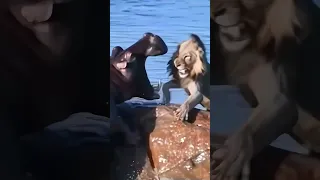 Hippo Attacks Lion 🥶