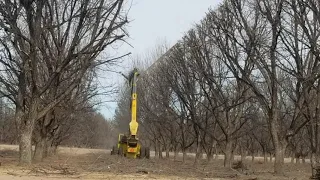 Trimming Pecan Orchard