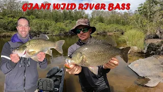 GIANT WILD RIVER BASS (BIGGEST WILD BASS I HAVE EVER SEEN)