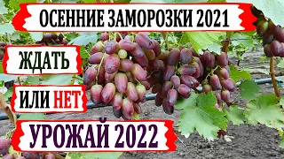 🍇 Ожидать или нет УРОЖАЙ 2022? Как РАННИЕ ОСЕННИЕ ЗАМОРОЗКИ повлияли на СОХРАННОСТЬ ПОЧЕК в глазках.