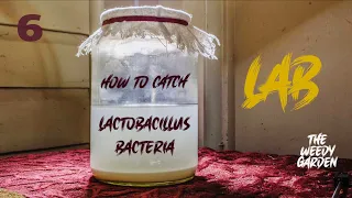 HOW TO BREED LAB - LACTOBACILLUS BACTERIA