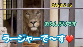 2023.9.15ラージャー君❗️#野毛山動物園 #インドライオン#ラージャー