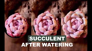 How succulents change after watering - Timelapse| Sen đá biến đổi sau khi tưới nước| 多肉植物| 다육이들 |