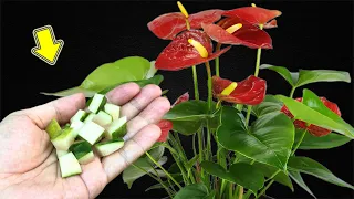 Put 1 Piece In The Root! The Weakest Anthurium Blooms Immediately