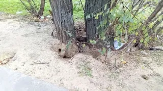 Крысы на мусорной площадке в Новой Каховке