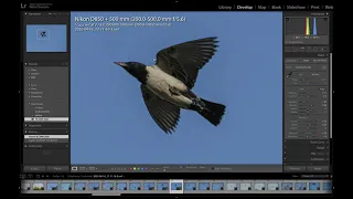 Get sharp birds in flight (BIF) images!