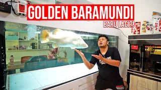 GANTI!!! GOLDEN BARAMUNDI YANG MENGHITAM!!! - TUKAR GANTI BARU?!