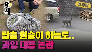 [잠못세] 동물원 탈출 개코원숭이 총맞고 하늘로..과잉대응 논란