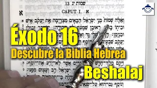 🛑 Éxodo 16 / Descubre la Biblia Hebrea (Estudio Bíblico) Raíces Hebreas ¿Qué dice la Biblia?