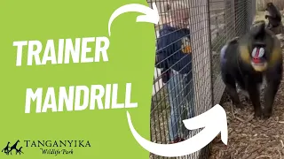 Mandrill Training ✨ #monkey #monkeys #mandrill #animals #foryou #zoo