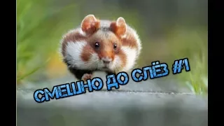 СМЕШНЫЕ моменты с животными снятые на камеру #1