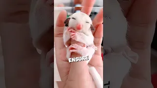 This baby sugar glider had to let go and fly free 🥺❤ #shorts