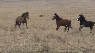 Перекат потерял молодух