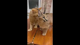 Котик против Рыси.