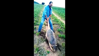 The Giant Armadillo #shorts#like#subscribe