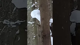 Bigfoot peeking out from behind a tree.