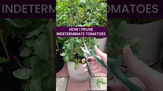 How I Prune My Indeterminate Tomatoes 🍅 - Part 1