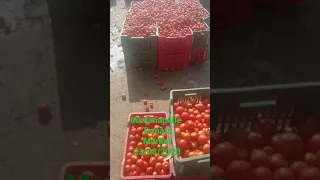 madanapalle tomato market today