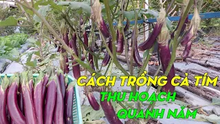 How To Grow Eggplant From Seeds To Harvest | Phan Đức #199