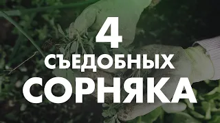 4 СУПЕРСОРНЯКА, КОТОРЫЕ ЕЛИ НАШИ ПРЕДКИ | Клиника Online