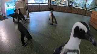Пингвины прогуливаются по Дому птиц