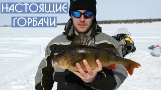 Настоящие горбачи! Ice fishing big perch. DF 27